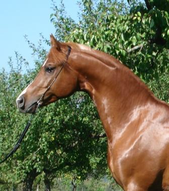SRF Barolo